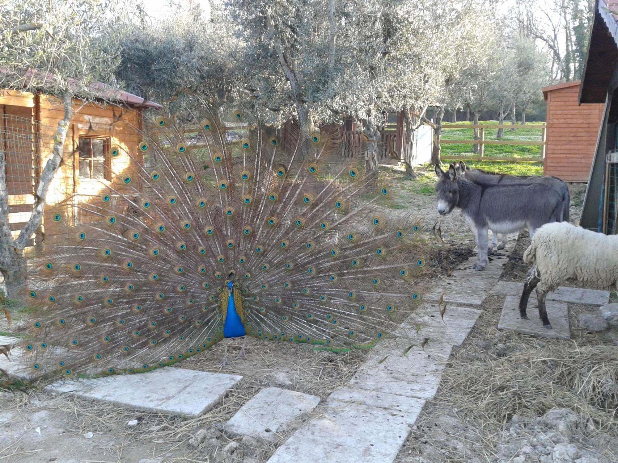 Garden Village San Marino Bagian luar foto